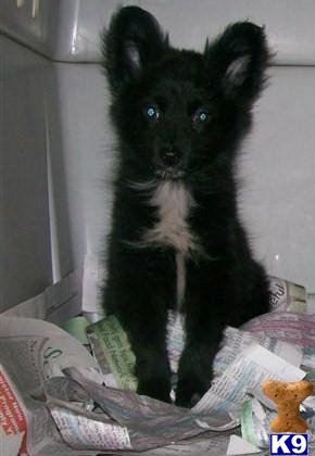 Puppies in NJ